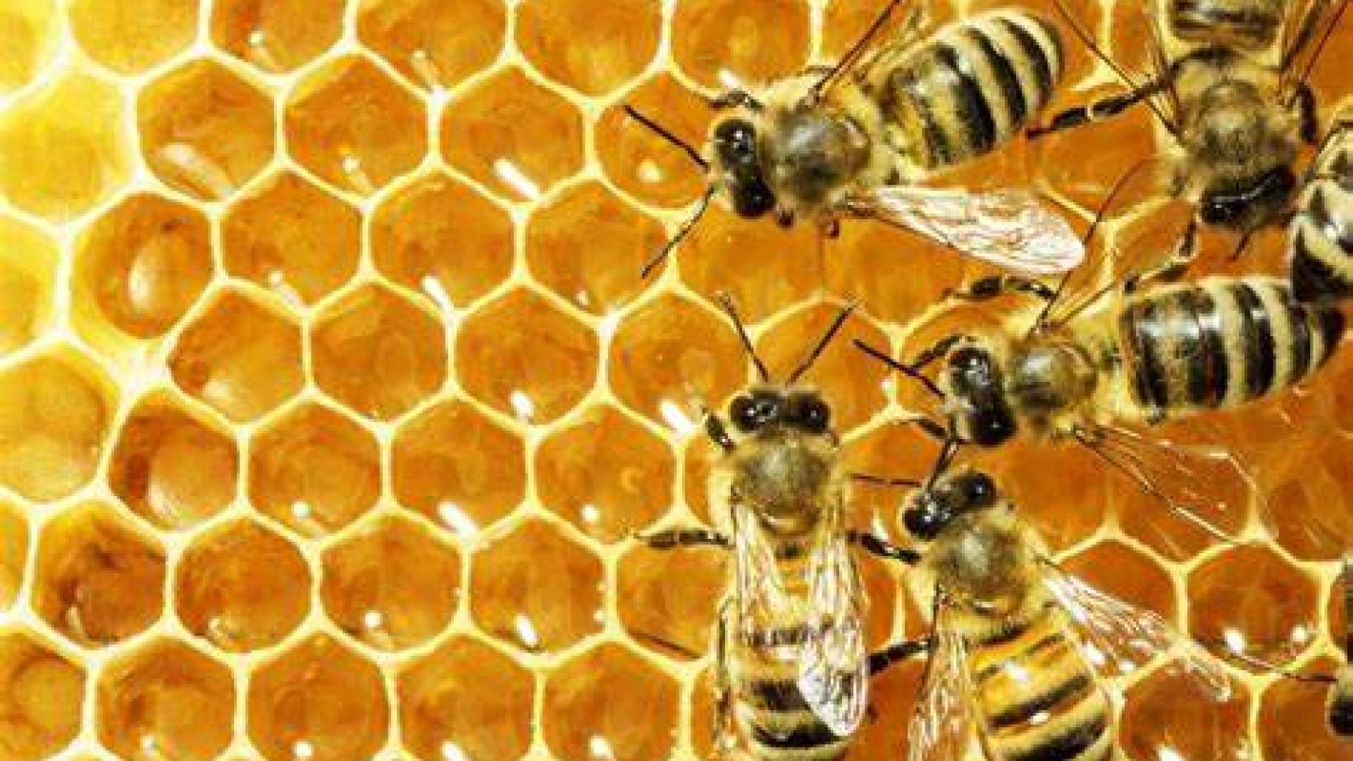 Honeycomb extraction, filtering, and bottling