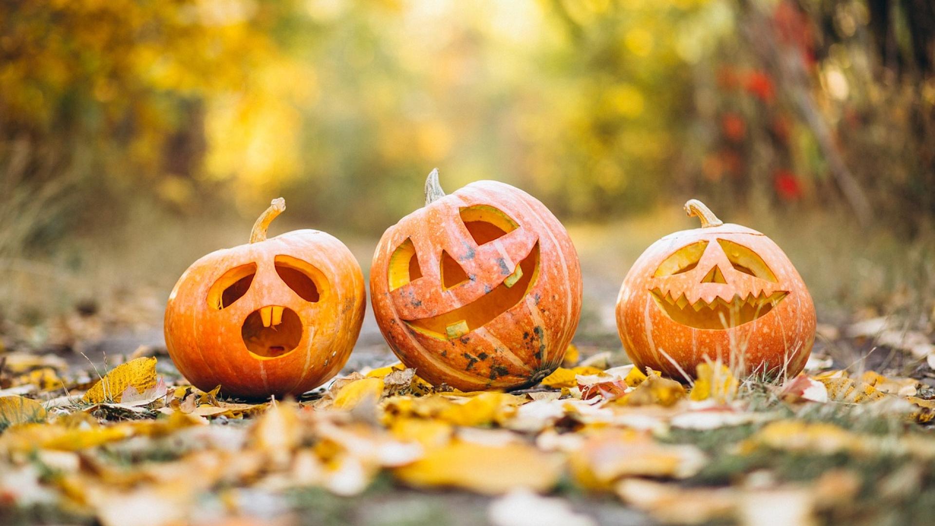 three jack-o-lanterns on a bed of autumn leaves in daytime