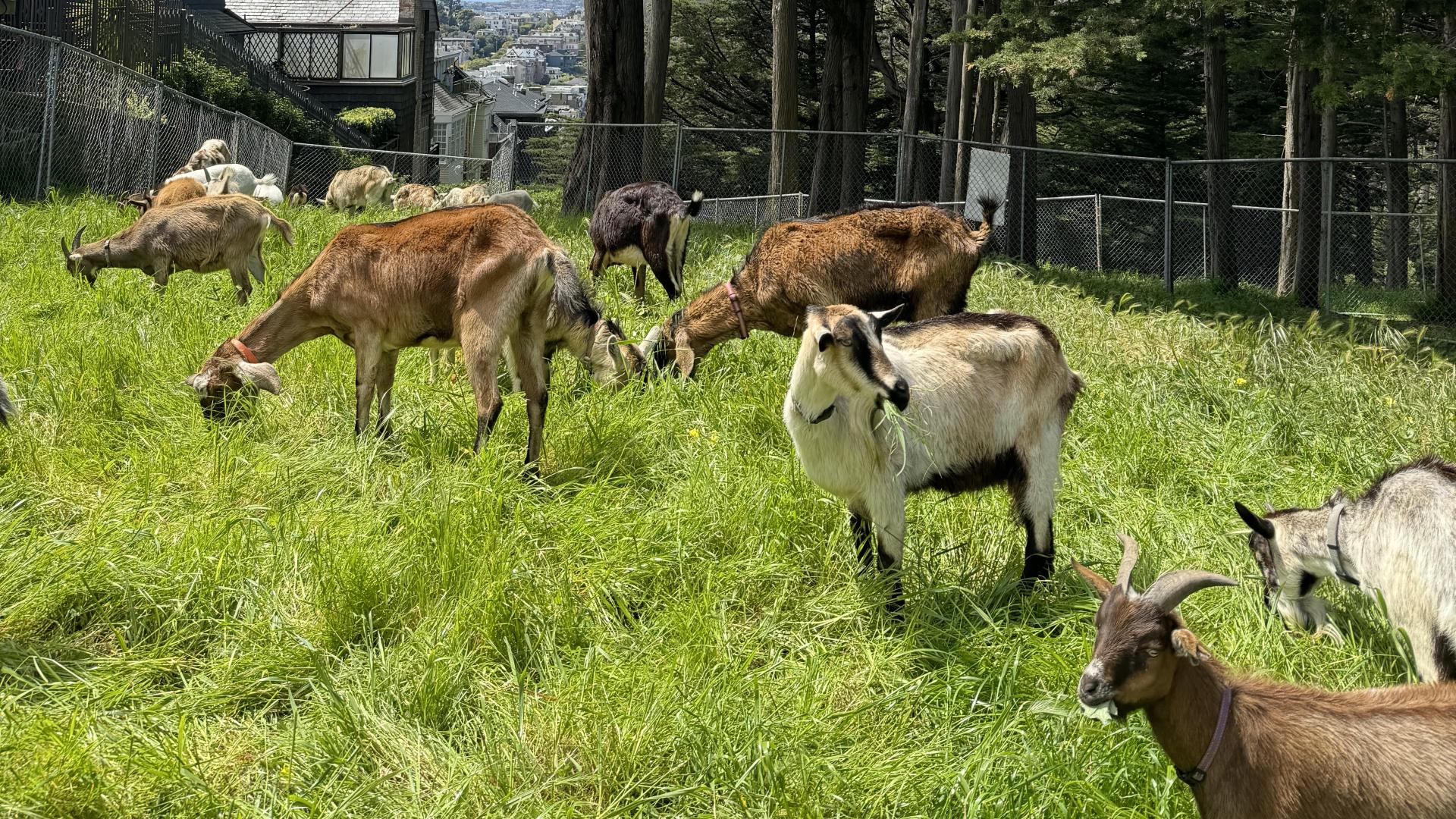 grazing goats