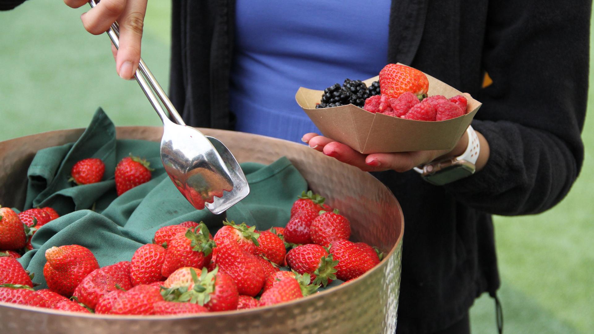 Person picking up berries