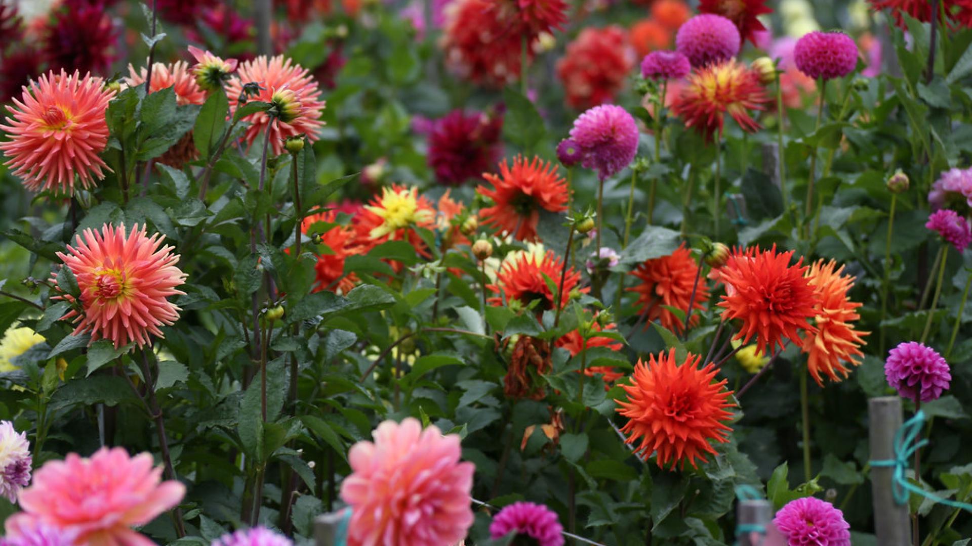 Wildflowers blooming in Dahlia Garden, Golden Gate Park