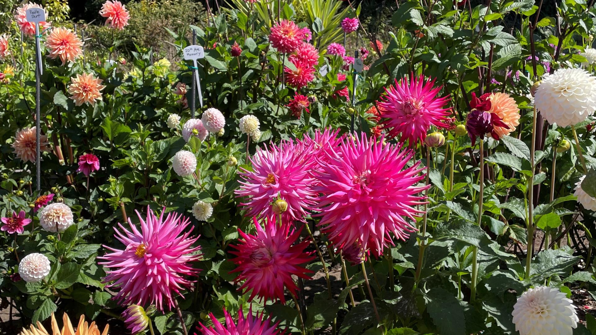 flowers