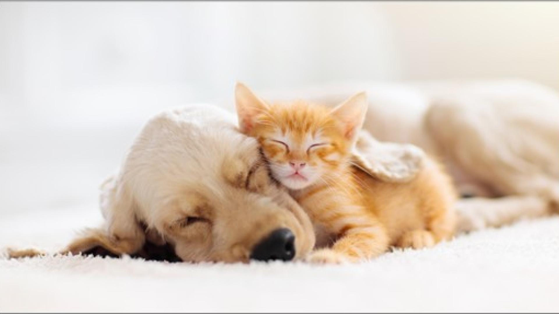 animals